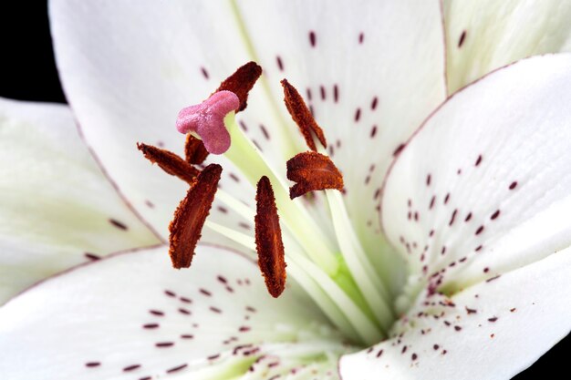 Orquídea blanca aislada en negro