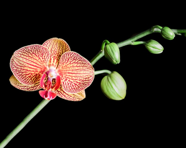 Orquídea blanca aislada en negro