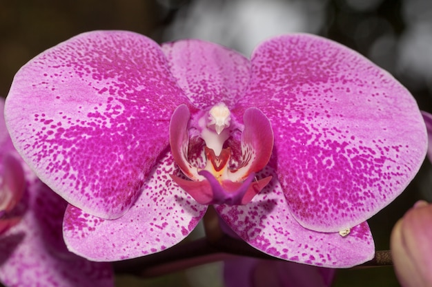 Orquídea blanca aislada en negro