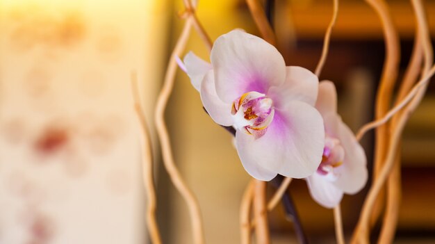 Orquídea blanca con decoraciones.