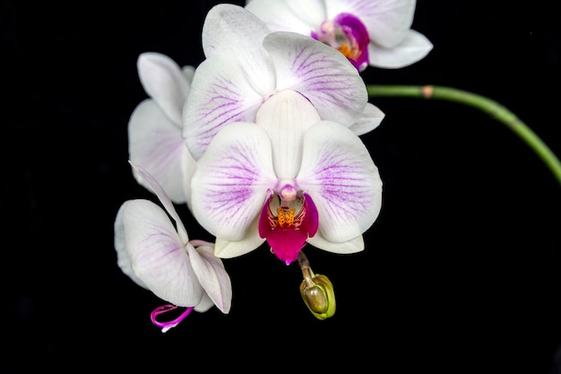 Orquídea blanca floreciente sobre un fondo negro Hogar flores floricultura pasatiempos