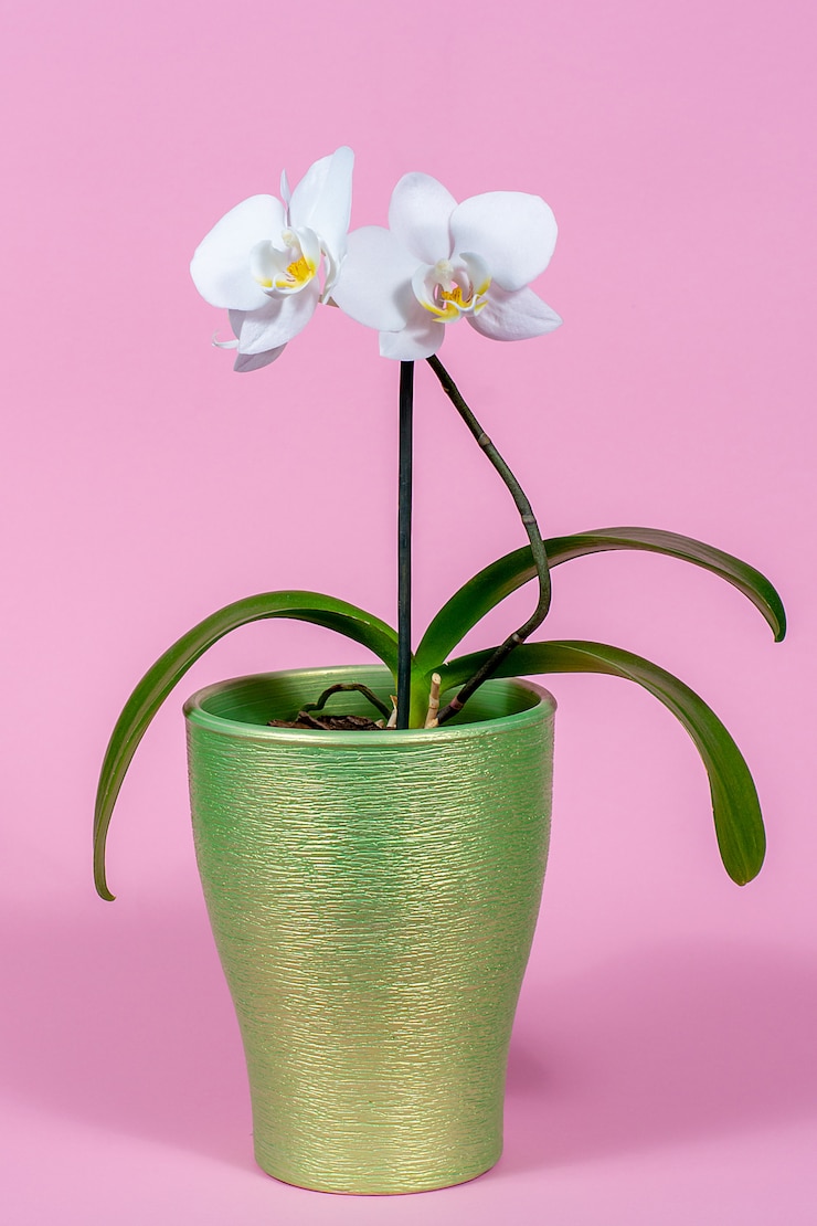Foto orquídea blanca en una maceta en un espacio rosa