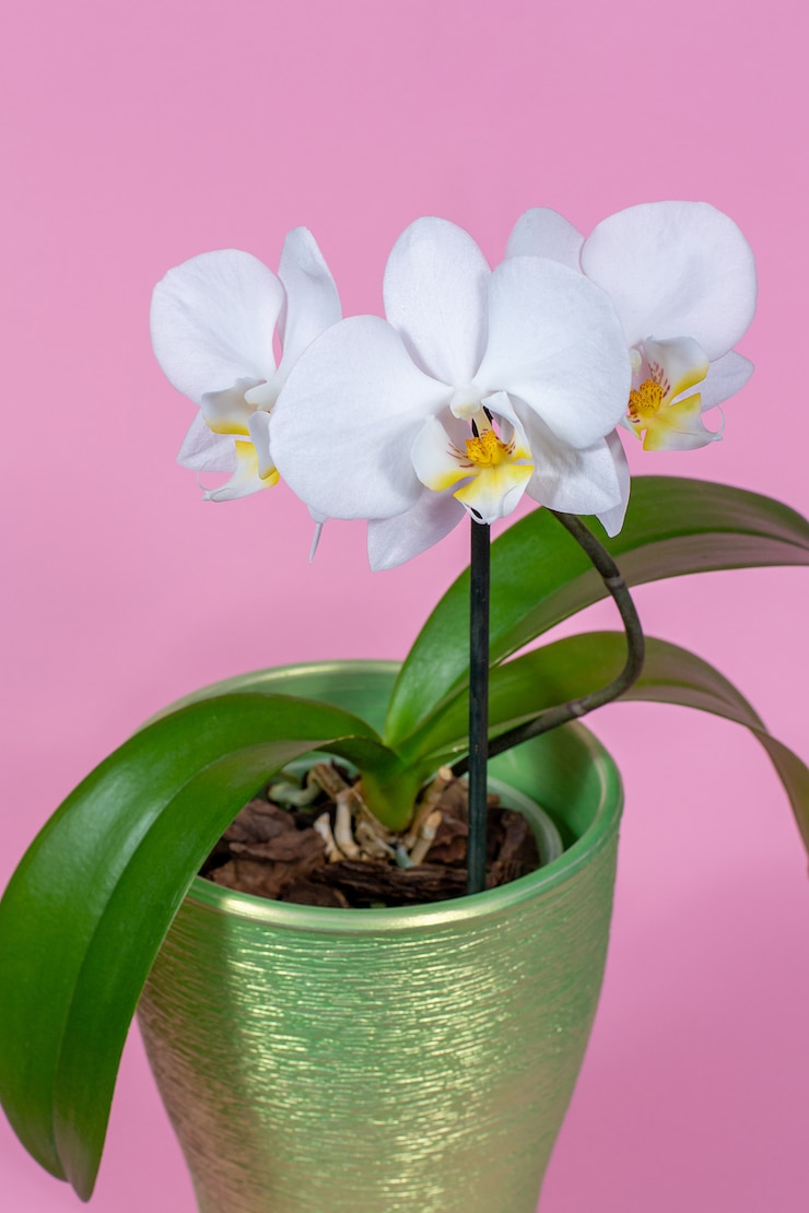 Foto orquídea blanca en una maceta en un espacio rosa
