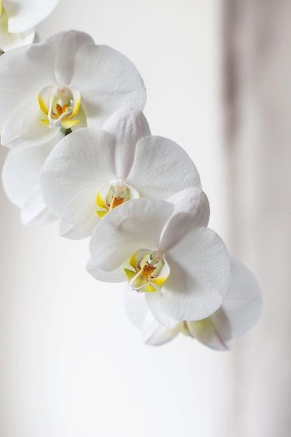 Foto orquídea blanca phalaenopsis blanca floreciente o orquídea polilla en el alféizar de la ventana en el interior