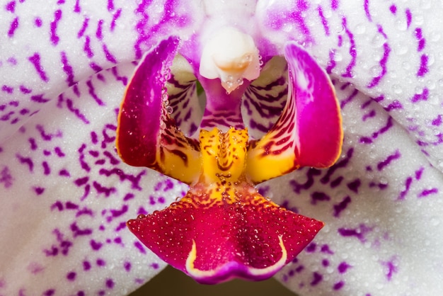 Orquídea blanca púrpura con gotas de agua de cerca