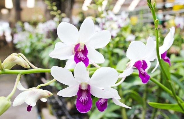 Orquídea blanca que florece en el jardín.