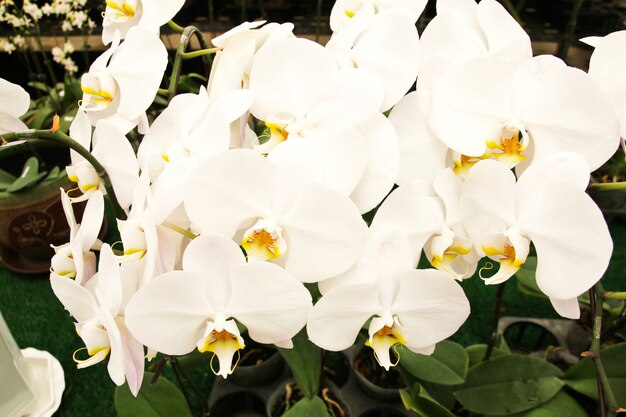 Foto orquídea blanca que florece en el jardín.