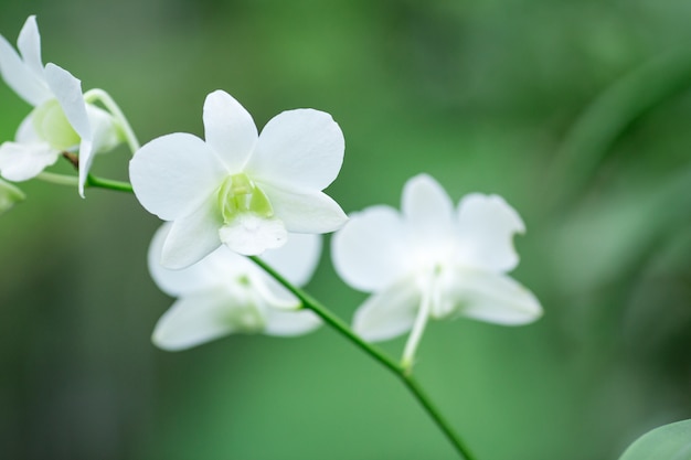 Orquídea blanca en un ramo de flores.