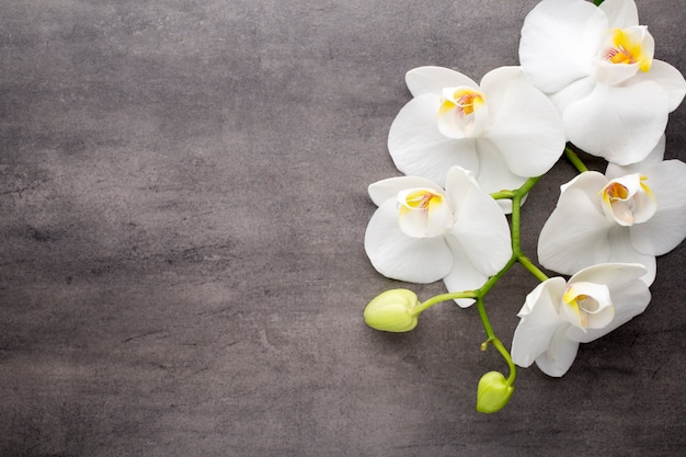 Foto orquídea blanca sobre fondo gris.