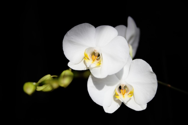 Foto orquídea blanca sobre un fondo negro