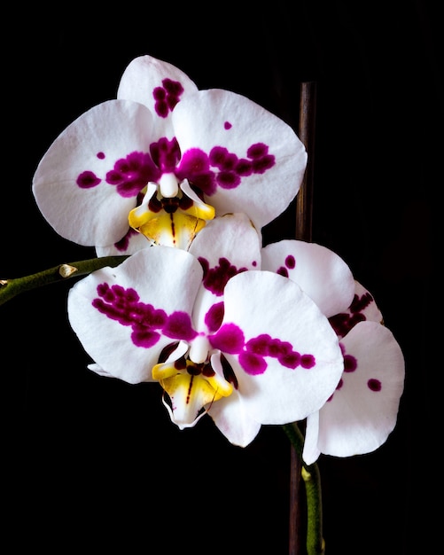 Foto orquídea blanca sobre fondo negro.