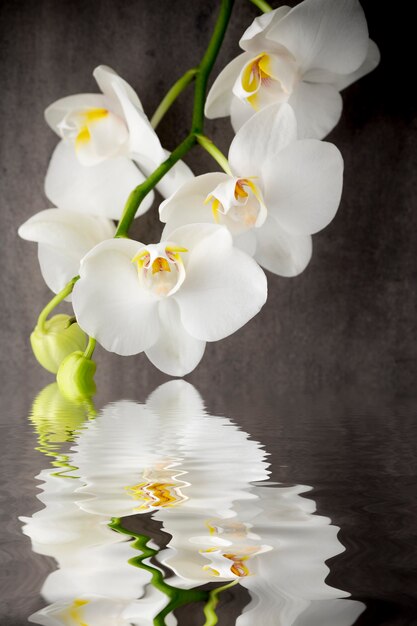 Orquídea blanca sobre el gris.