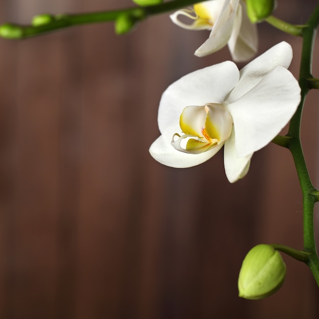 Orquídea blanca