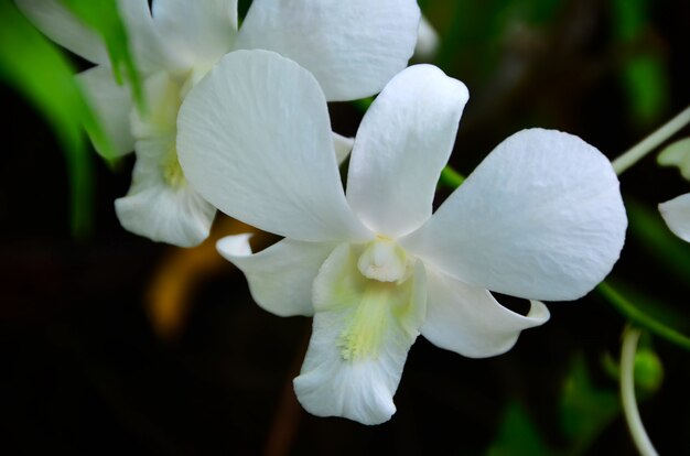 Orquídea blanca