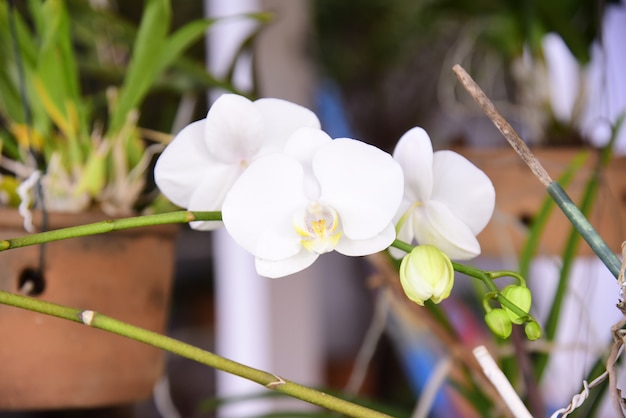 Foto orquídea blanca