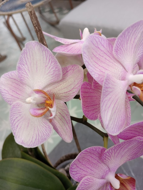 Foto orquidea blanco y rosa