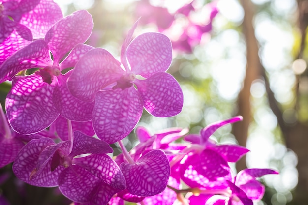 Orquídea bonita no jardim público no norte da Tailândia