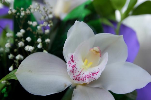 Orquídea branca, close-up. Foco seletivo de close-up de orquídeas mariposas no buquê