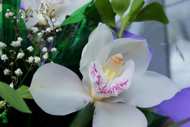 Orquídea branca, close-up. Foco seletivo de close-up de orquídeas mariposas no buquê