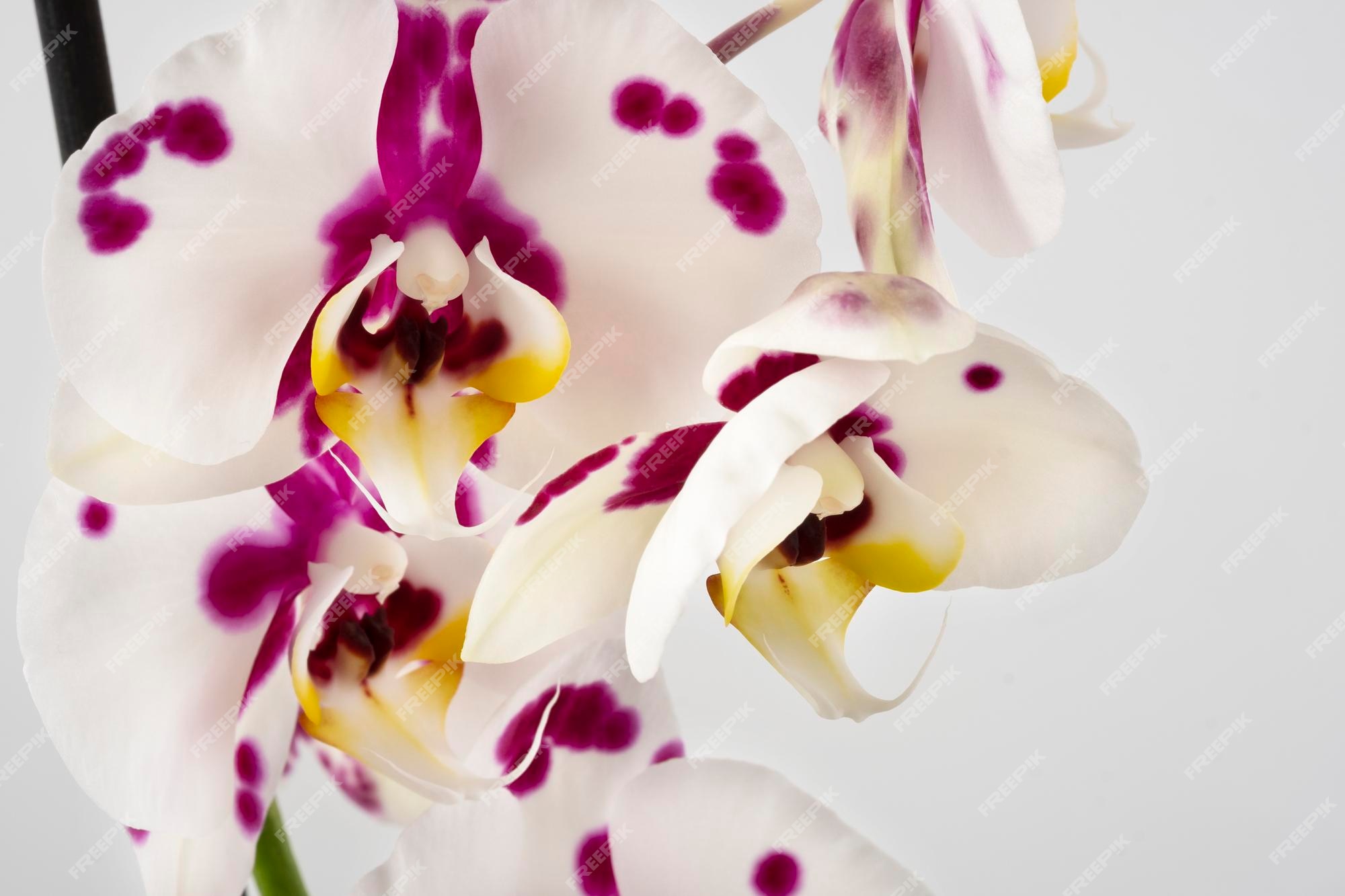 Orquídea branca com manchas roxas closeup | Foto Premium