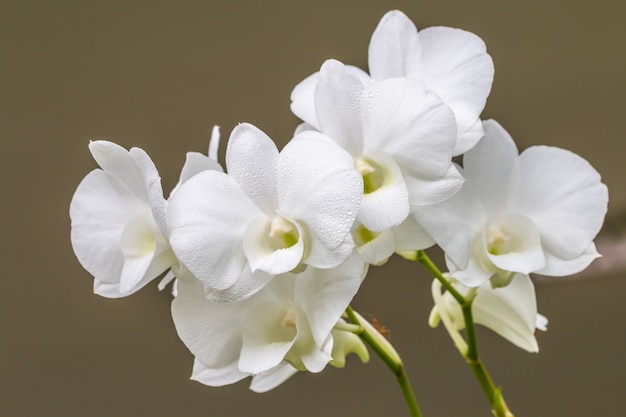 Orquídea branca, dendrobium.