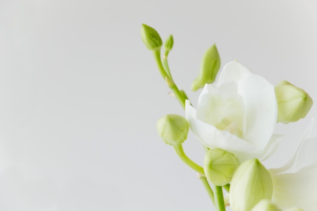 Orquídea branca em fundo de cor cinza