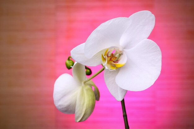 Orquídea branca em um fundo rosa