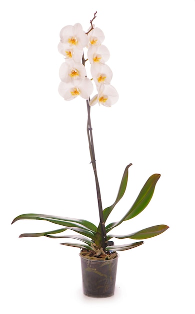 Orquídea branca em um vaso isolado no branco.