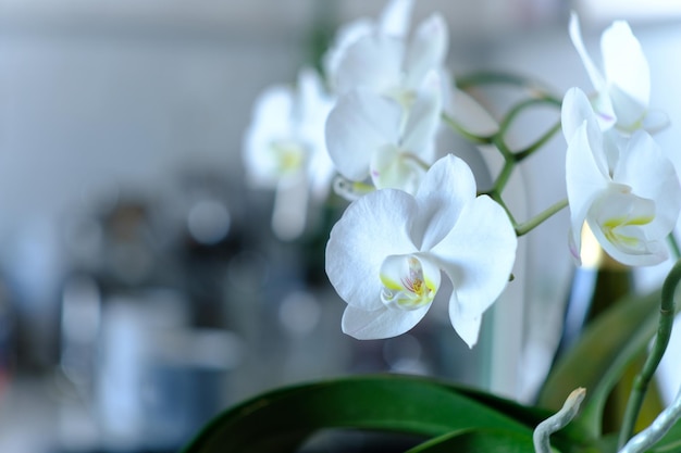 Orquídea branca fechada na mesa da cozinha à luz do sol da manhã com fundo suave, foco seletivo