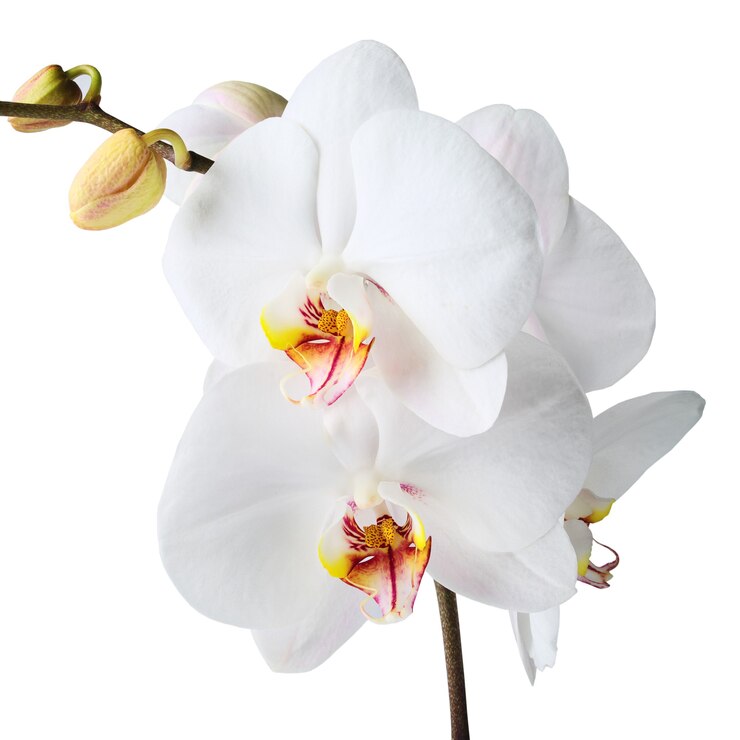 Orquídea branca isolada em branco