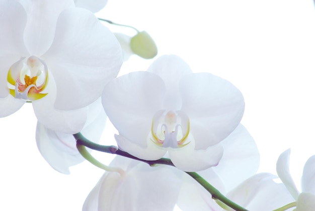 Orquídea branca isolada em fundo branco
