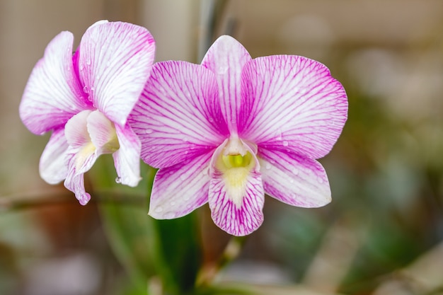 Orquídea branca jardim no orvalho.