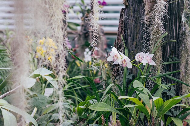 Orquídea branca no jardim