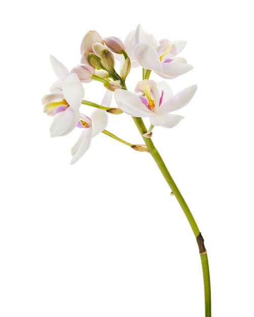 Foto orquídea branca púrpura orquídea terrestre filipina flores tropicais isoladas em fundo branco com c
