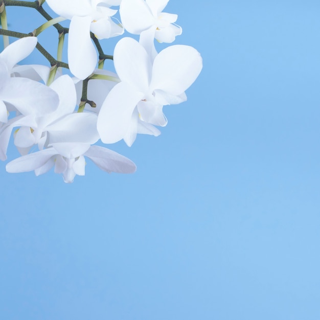 Orquídea branca sobre um fundo azul.