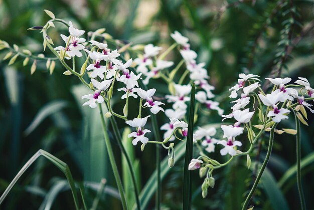 Foto orquídea calanthe vestita florescendo no jardim botânico