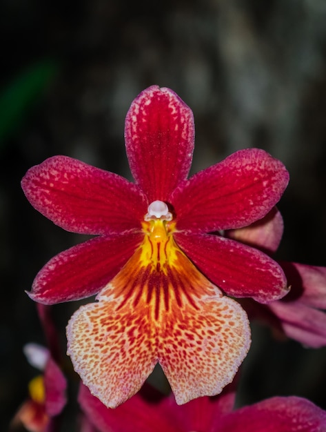 Orquídea cambria burregeara nelly islery