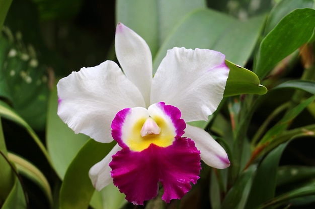 Orquídea Cattleya blanca y magenta floreciendo en el jardín