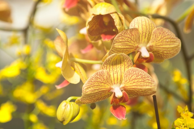 Orquídea China