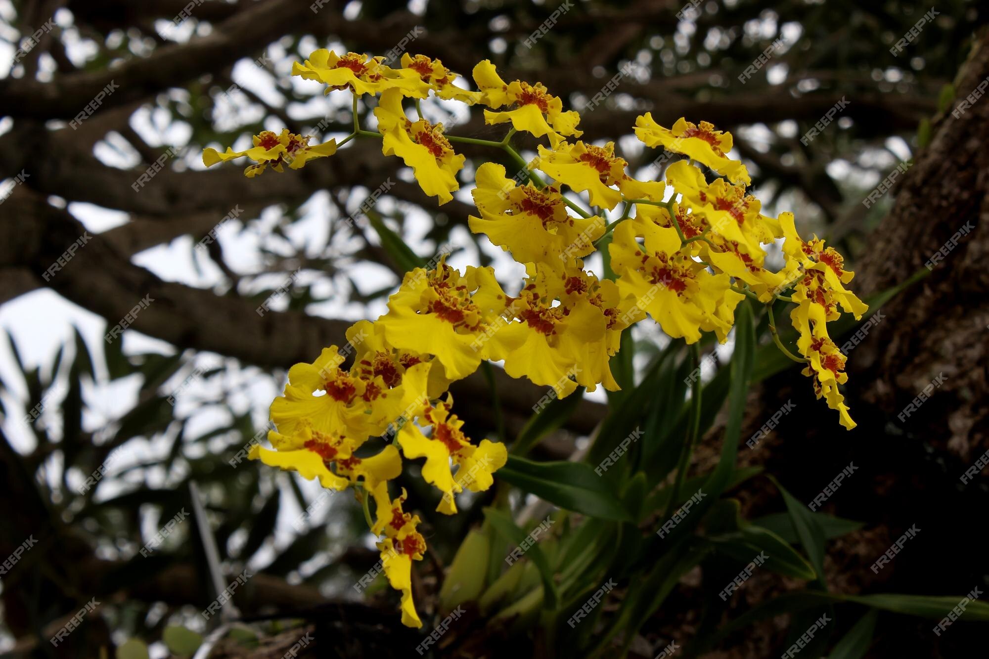 Orquídea chuva de ouro | Foto Premium