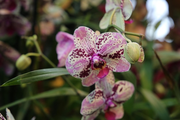 Orquídea cleópatra fechar o fundo