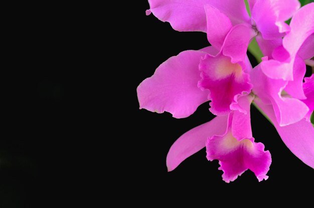 Orquídea de color rosa y púrpura Cattleya en fondo oscuro