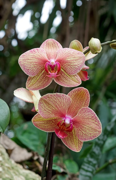 Orquídea coloreada en un jardín botánico