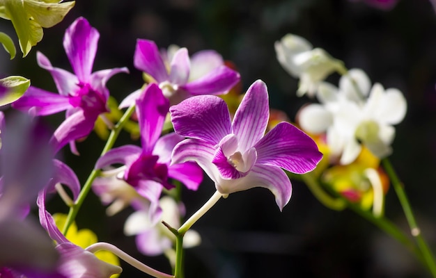 Orquídea colorida Dendrobium enobi em foco raso