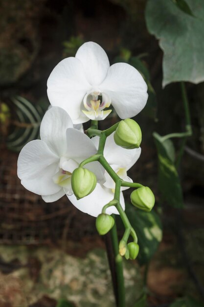 Orquídea colorida em um jardim botânico