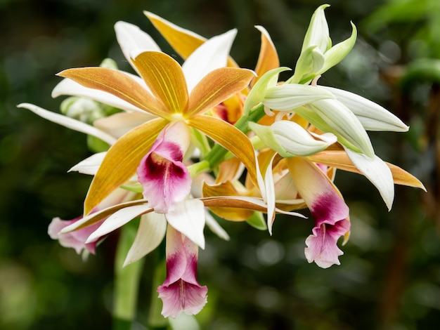 Orquídea colorida linda