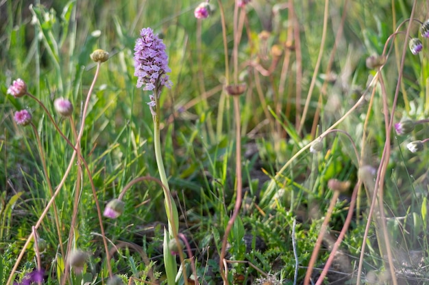 Orquídea cónica Orchis conica orquídea salvaje