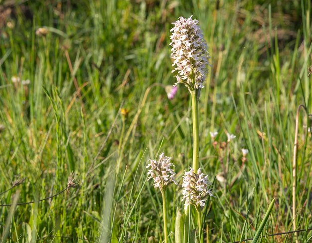 Orquídea cônica Orchis conica orquídea selvagem