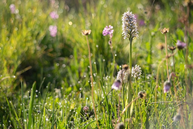 Orquídea cônica Orchis conica orquídea selvagem