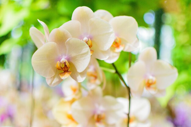 Orquídea crema blanca